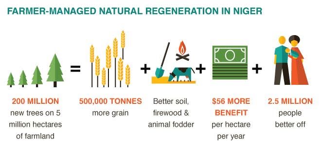 Farmer-Managed Natural Regeneration (FMNR)